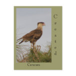 Crested Caracara postcards