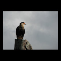 Crested Caracara posters
