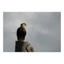 Crested Caracara posters