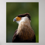Crested Caracara posters
