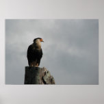 Crested Caracara posters