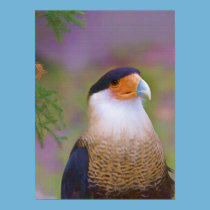 Crested Caracara Poster or Print posters