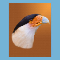 Crested Caracara Print posters