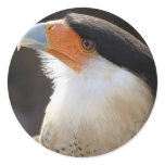 Crested CaraCara Sticker