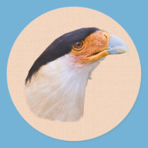Crested Caracara Sticker stickers
