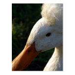 Crested Duck Post Card