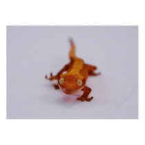 Crested Gecko Closeup Business Cards