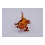 Crested Gecko Closeup Business Cards
