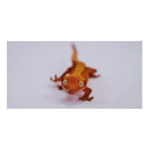 Crested Gecko Closeup Custom Photo Card