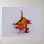 Crested Gecko Closeup posters