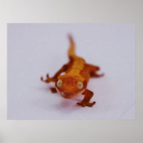 Crested Gecko Closeup Poster
