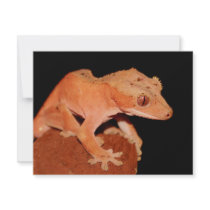 crested gecko personalized announcements
