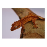 Crested Gecko on a Log Business Cards