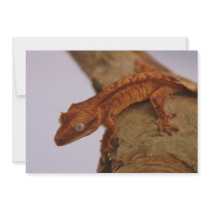 Crested Gecko on a Log Custom Announcement