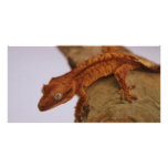 Crested Gecko on a Log Photo Cards