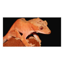 crested gecko photo card