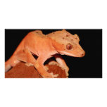 crested gecko photo card
