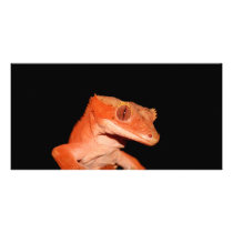 crested gecko personalized photo card