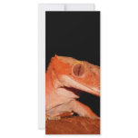 crested gecko rack cards