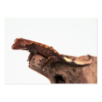 Crested Gecko Resting Business Card Template