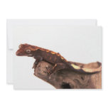 Crested Gecko Resting Custom Invite