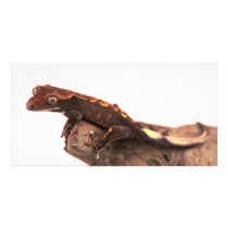 Crested Gecko Resting Photo Card