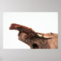 Crested Gecko Resting Poster