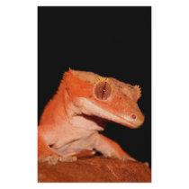 crested gecko stationery paper