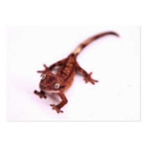 Crested Gecko Walking on an angle Business Card