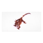 Crested Gecko Walking on an angle Photo Greeting Card