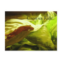 Crested Geckos Rule postcards by Nakila93 Crested Geckos Rule postcards