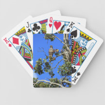 Crested hawk eagle Sri Lanka Card Decks