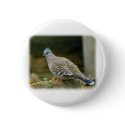 Crested Pigeon 9P013D-56 buttons