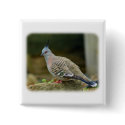 Crested Pigeon 9P013D-56 buttons