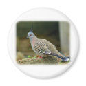 Crested Pigeon 9P013D-56 magnets