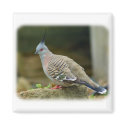 Crested Pigeon 9P013D-56 magnets