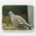 Crested Pigeon 9P013D-56 mousepads