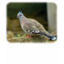 Crested Pigeon 9P013D-56 t-shirts
