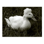 Crestie in Black and White Post Cards