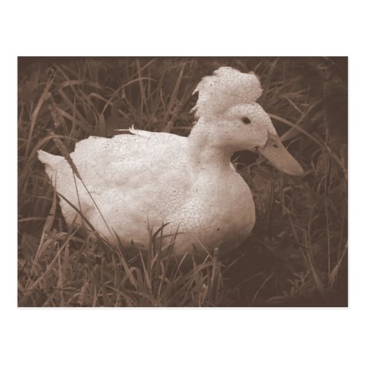 Crestie the Crested Duck Postcards