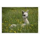 Cria in Buttercups Card