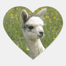 Cria In Buttercups Sticker