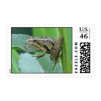 Cricket Frog stamp