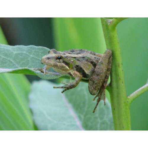Cricket Frog postcard