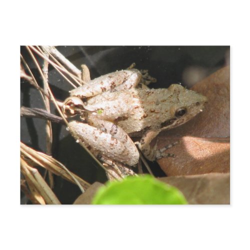 Cricket Frog postcard