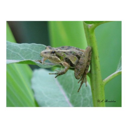 Cricket Frog print