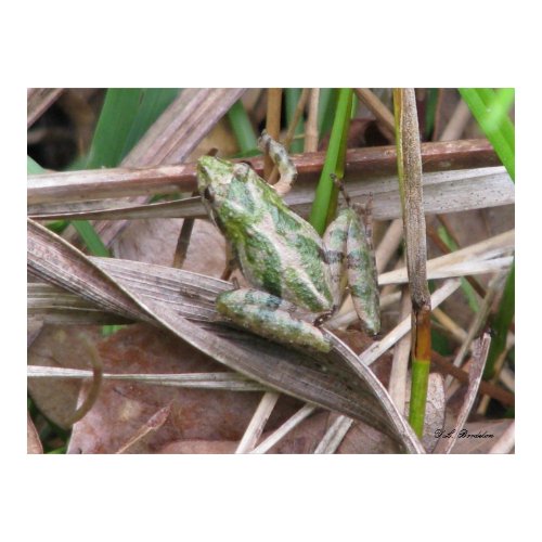 Cricket Frog print