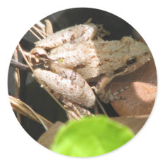 Cricket Frog sticker