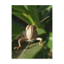 Cricket Postcard