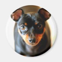 Cricket The Min Pin Magnet